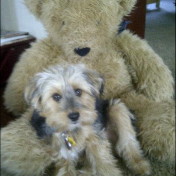 Meet your Posher, Rosanna - Picture 6 of 8